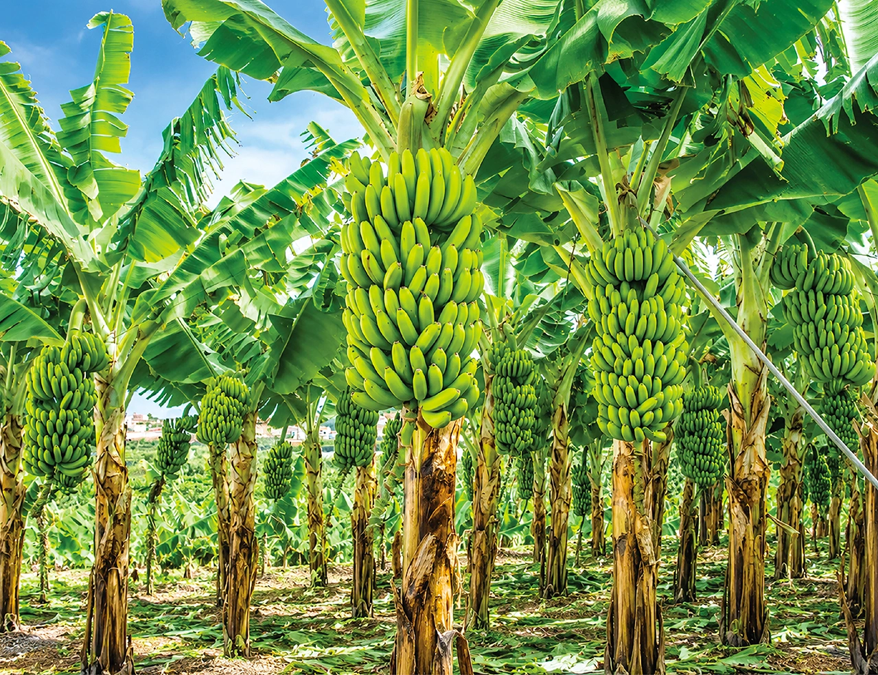Healthy soil for sustainable farming